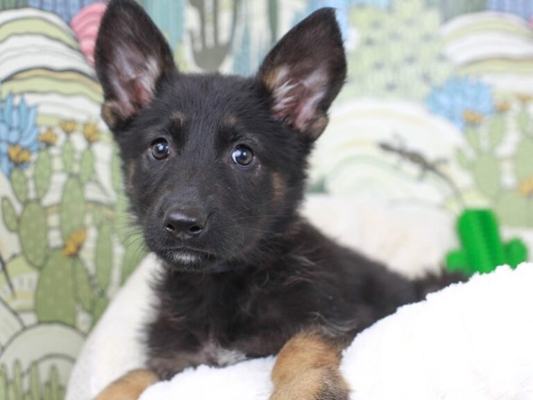 German Shepherd