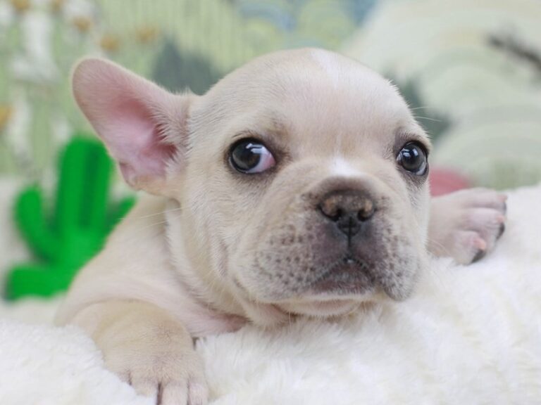 French Bulldog