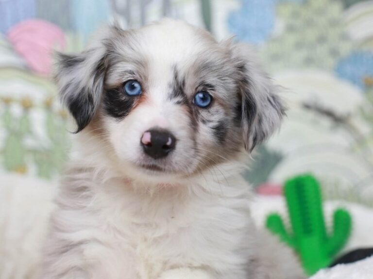 Mini Aussie
