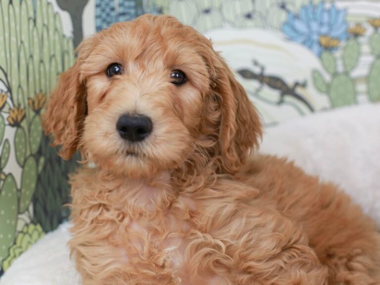 Goldendoodle
