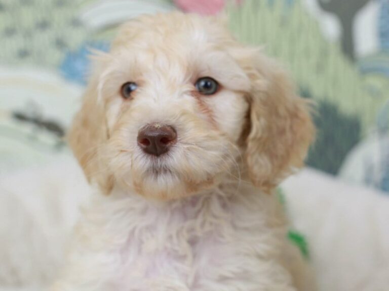 Goldendoodle