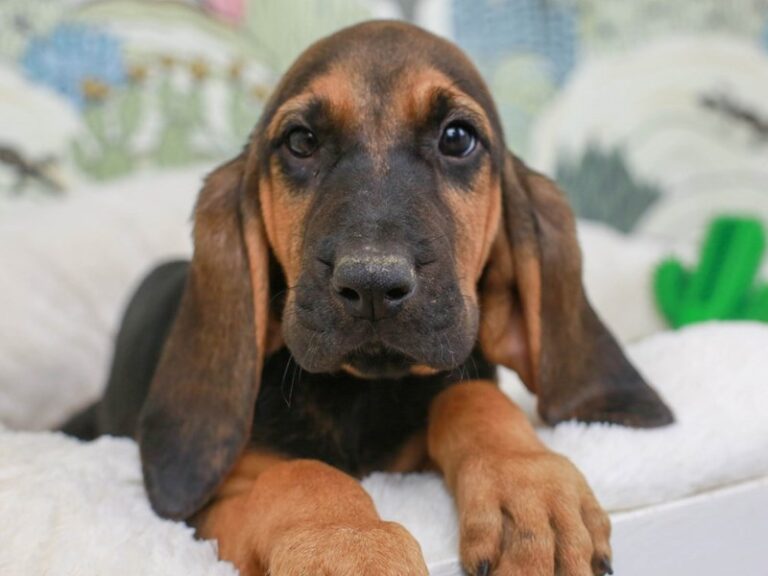 Bloodhound