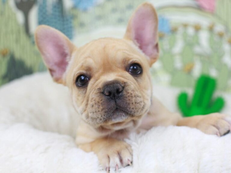 French Bulldog