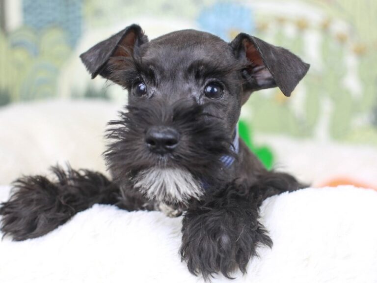 Mini Schnauzer