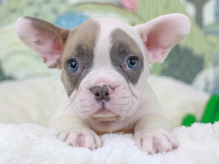 French Bulldog