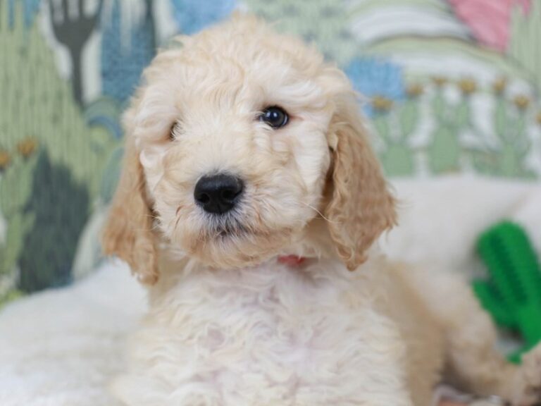 Goldendoodle