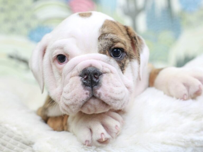 English Bulldog