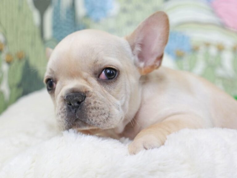French Bulldog