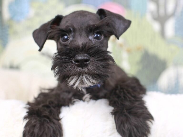 Mini Schnauzer