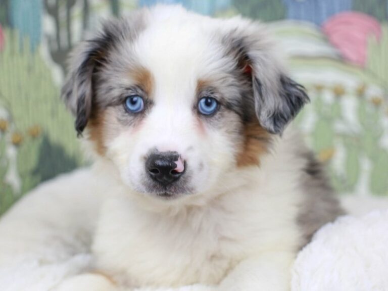 Mini American Shepherd
