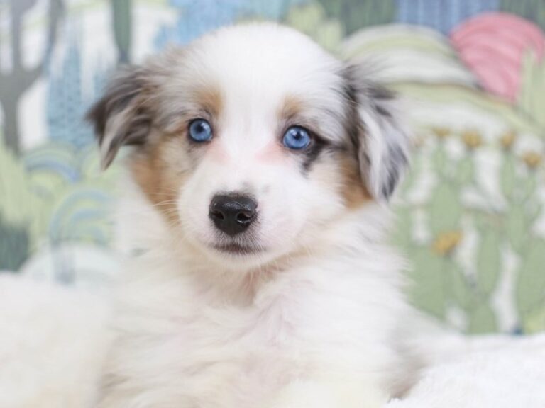 Mini Aussie