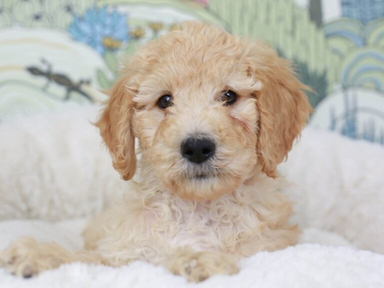 Goldendoodle
