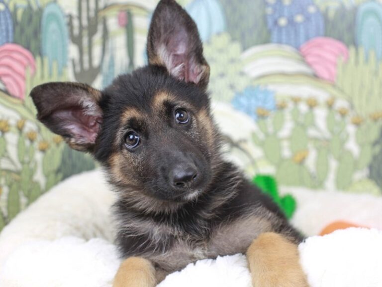 German Shepherd