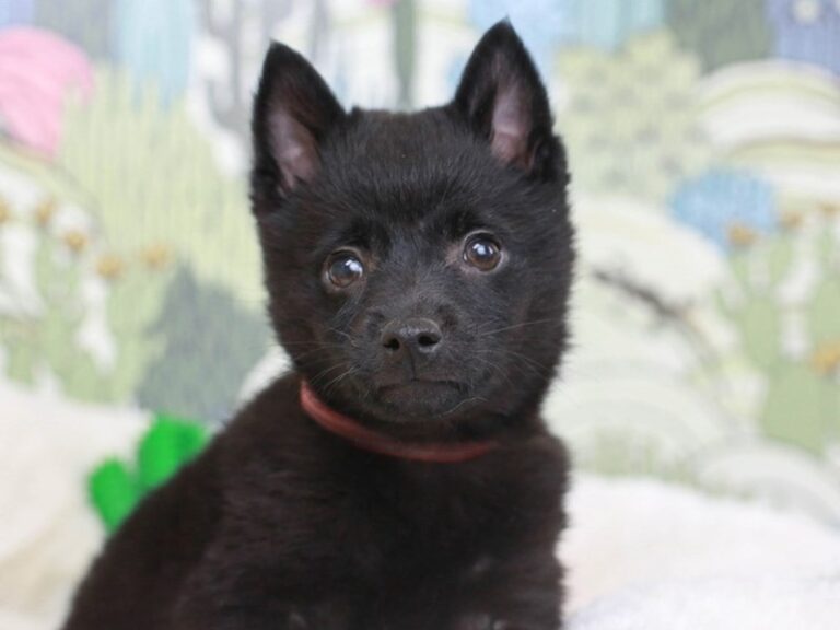 Schipperke