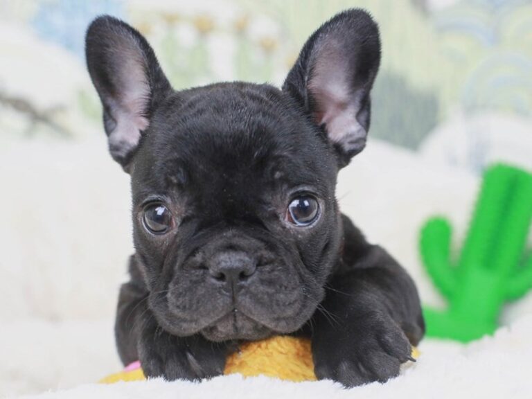 French Bulldog