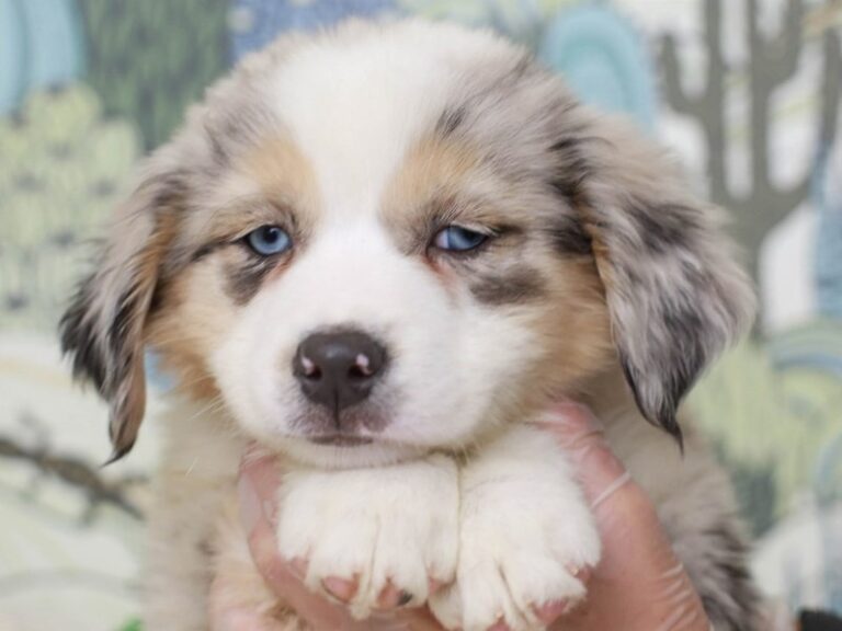 Mini American Shepherd