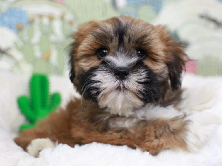 Lhasa Apso