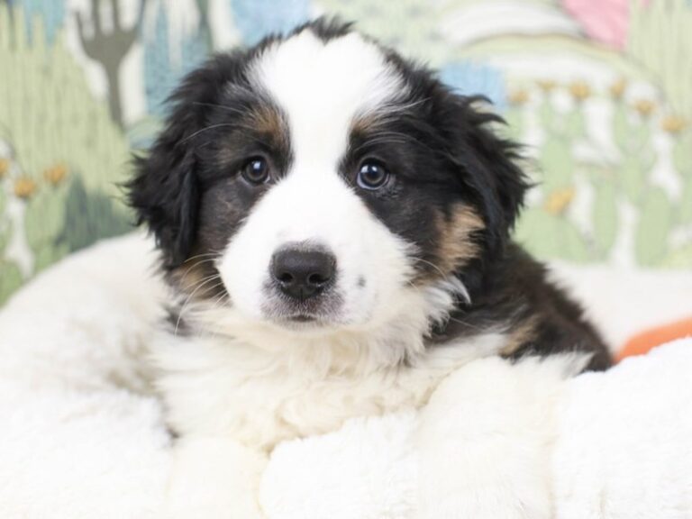 Mini American Shepherd