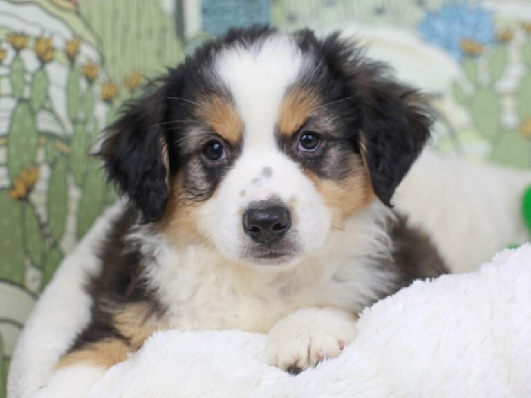 Miniature American Shepherd