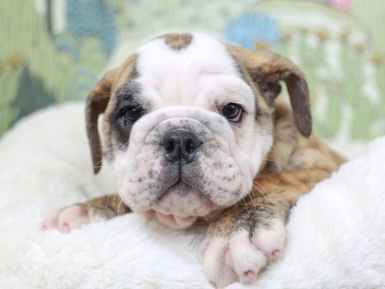 English Bulldog