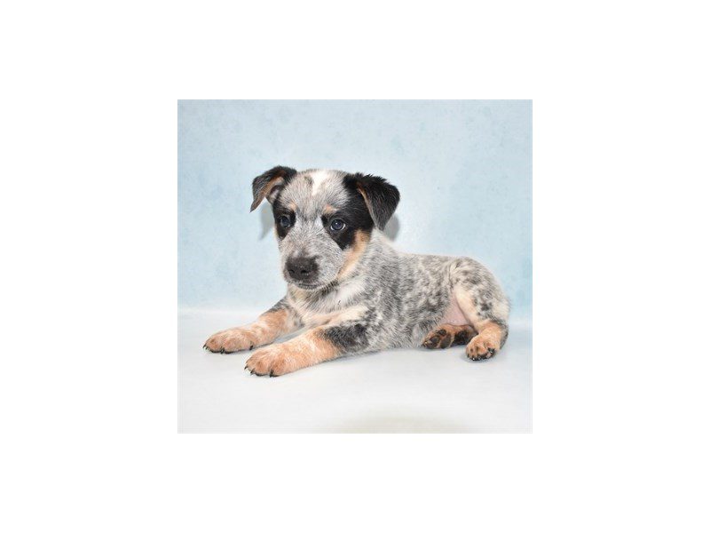 Australian Cattle Dog-Male-Blue Mottled-2721416-Animal Kingdom | Puppies N Love