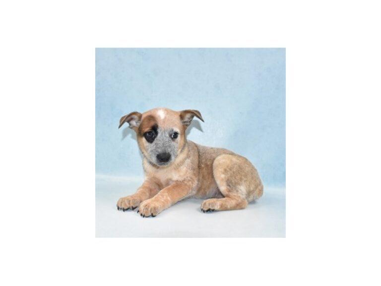 Australian Cattle Dog