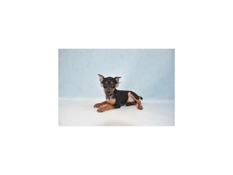 Miniature Pinscher