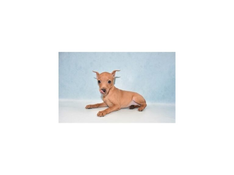 Miniature Pinscher