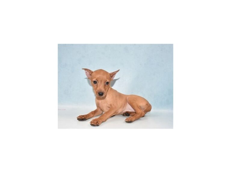 Miniature Pinscher