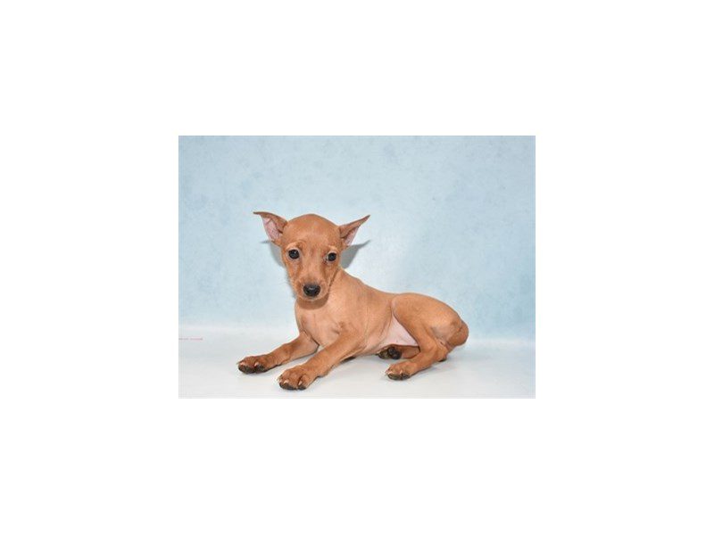 Miniature Pinscher-Female-Red-2721440-Animal Kingdom | Puppies N Love