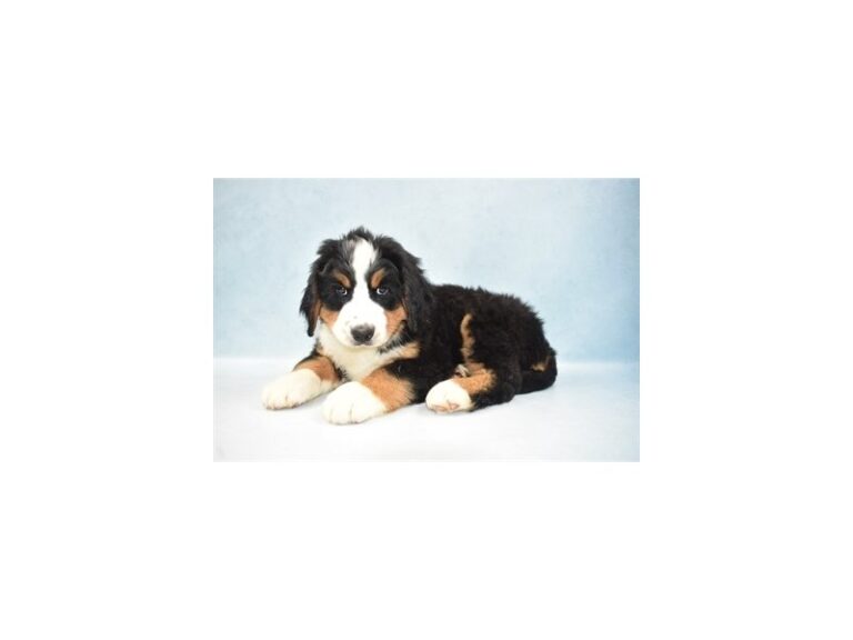Bernese Mountain Dog