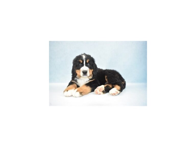 Bernese Mountain Dog