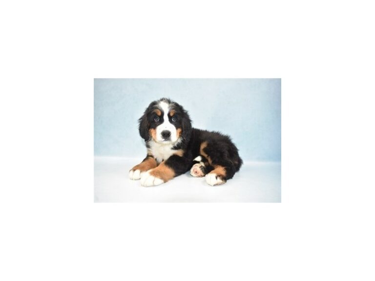 Bernese Mountain Dog