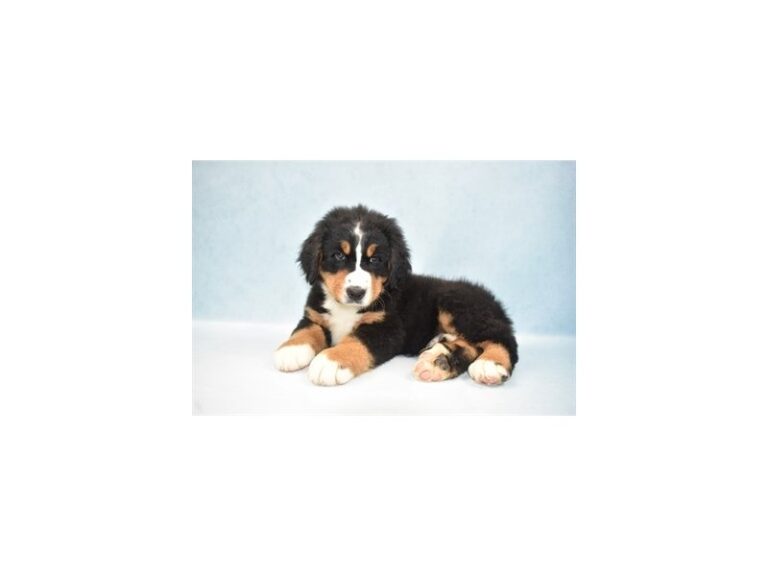 Bernese Mountain Dog