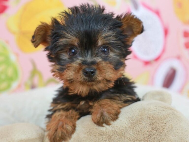 Yorkshire Terrier