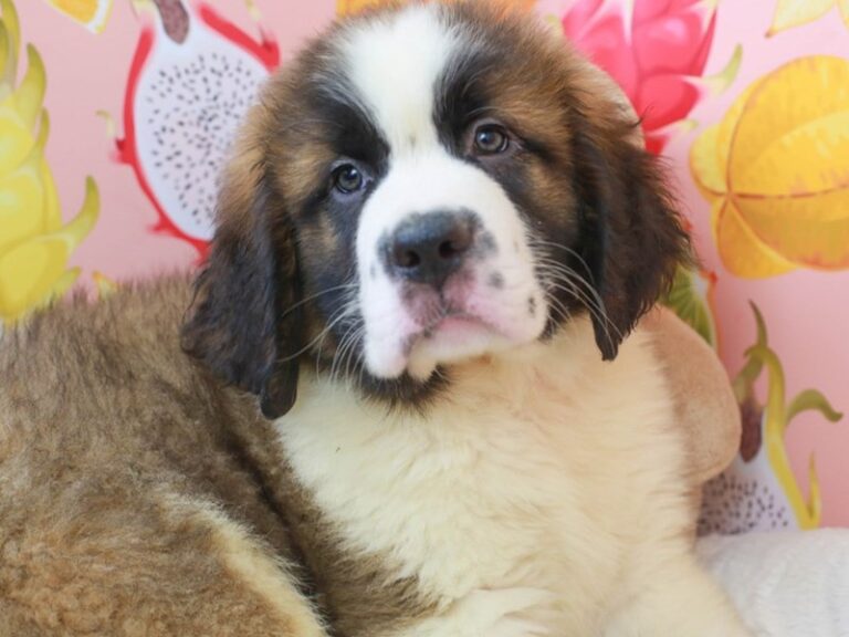 Saint Bernard
