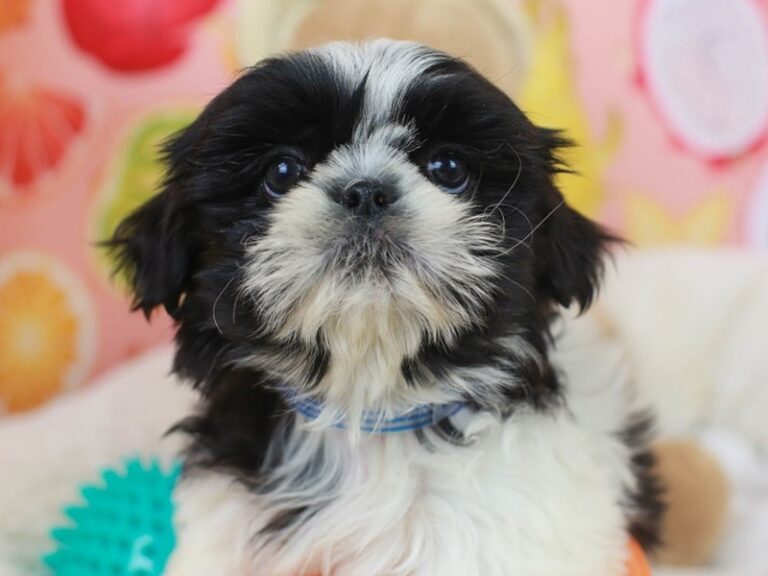 Shih Tzu