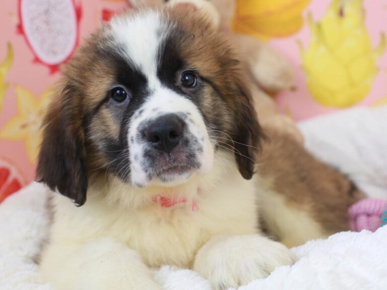 Saint Bernard