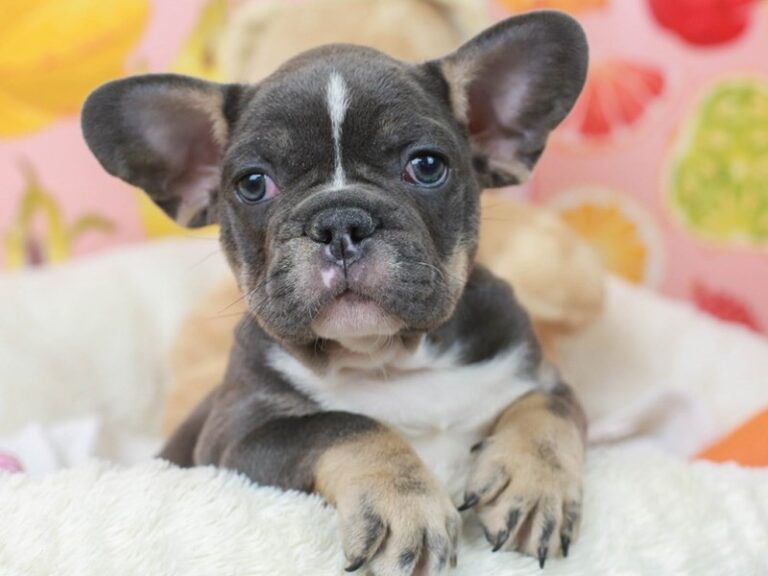 French Bulldog