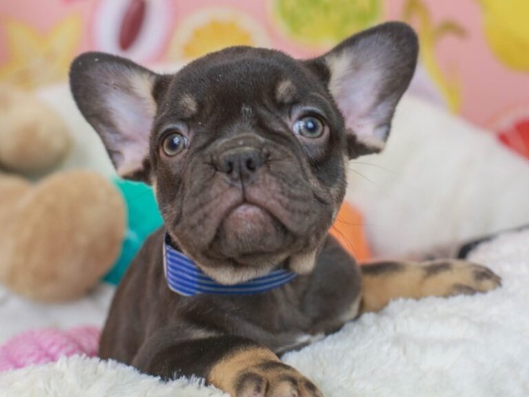 French Bulldog