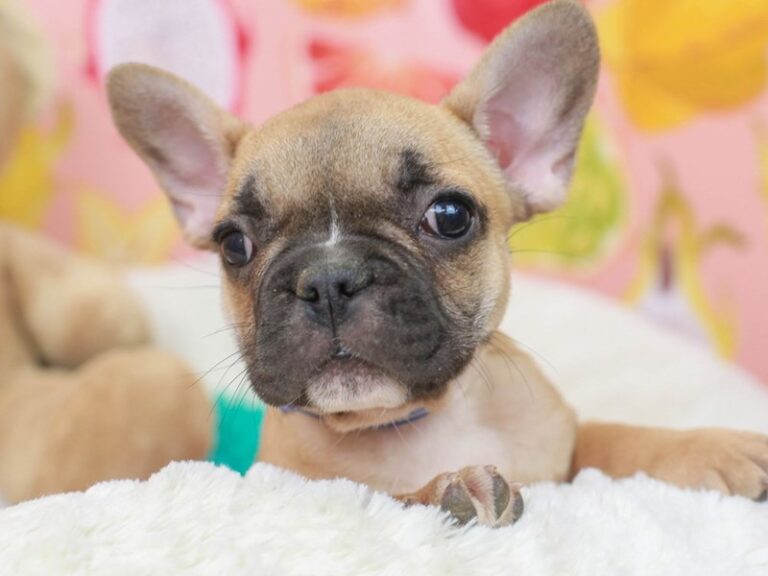 French Bulldog
