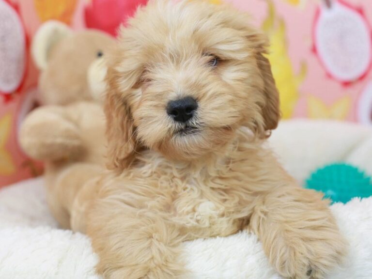 Mini Goldendoodle