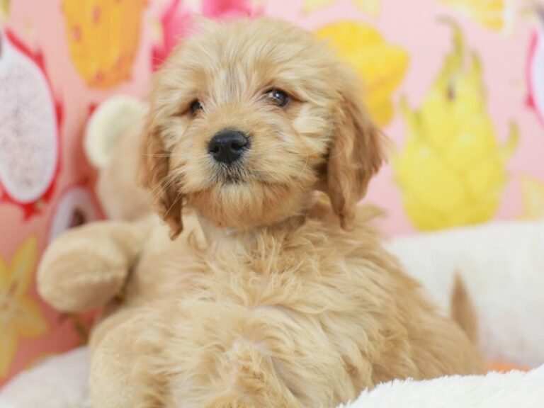 Mini Goldendoodle