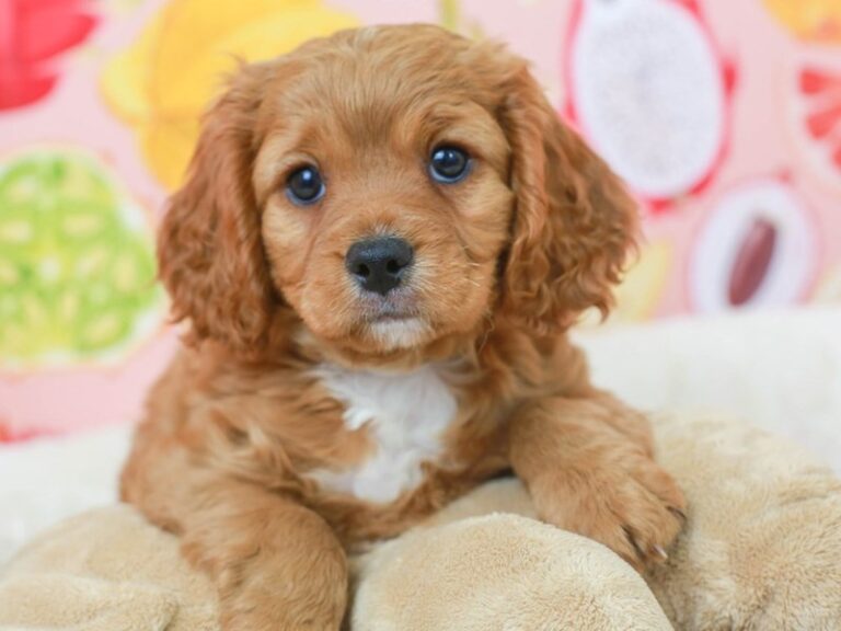 Cavapoo