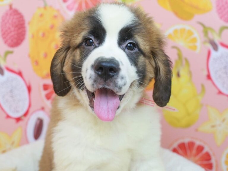 Saint Bernard