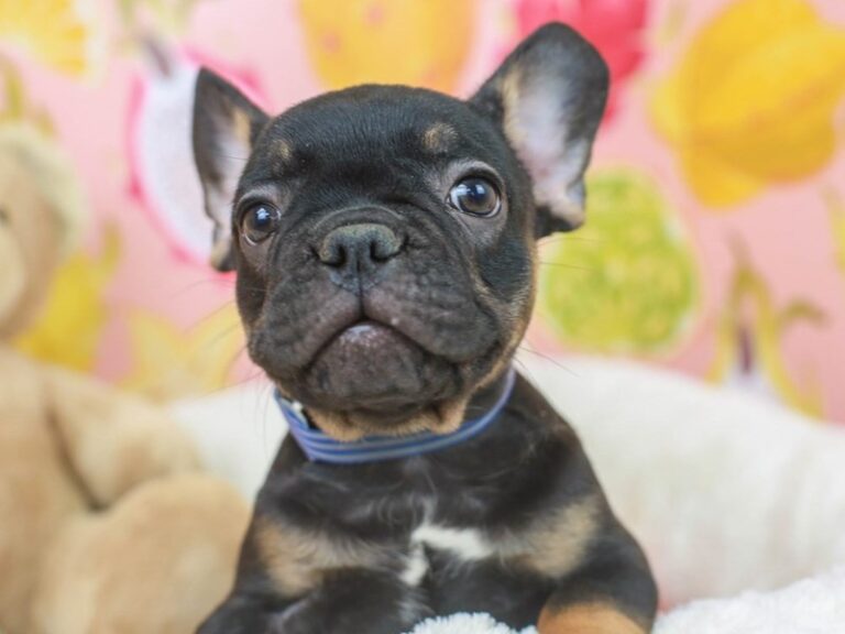French Bulldog