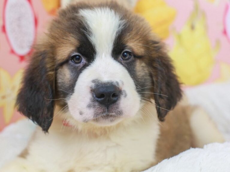 Saint Bernard