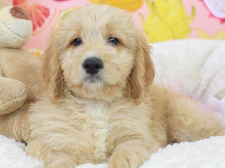 Mini Goldendoodle