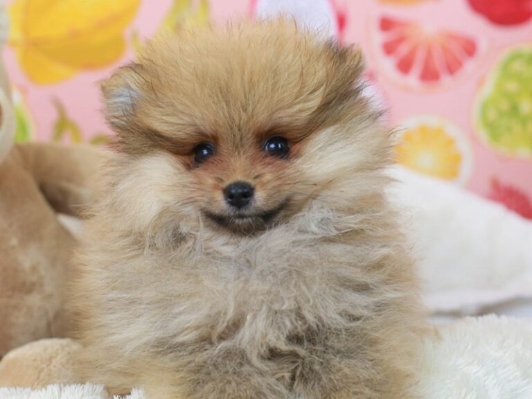 Pomeranian