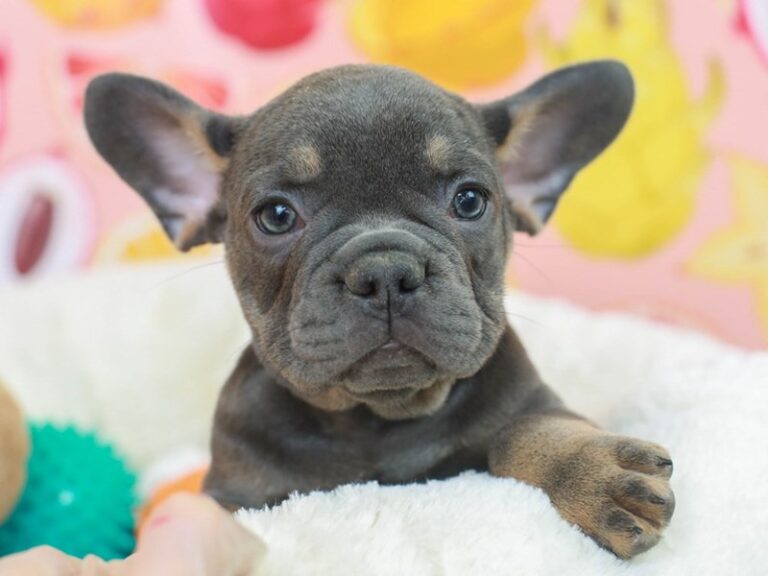 French Bulldog